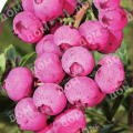 Голубика садовая Pink Blue Berry