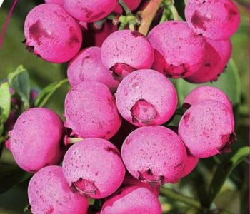 Голубика садовая Pink Blue Berry