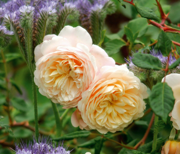 Роза английская Crocus Rose