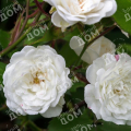 Роза почвопокровная Alba Meidiland (Meilland)
