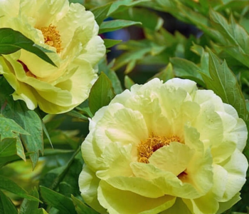 Пион ИТО-гибрид Garden Treasure