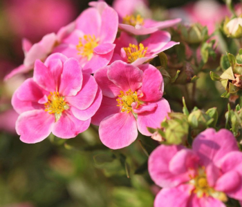 Лапчатка кустарниковая Lovely Pink