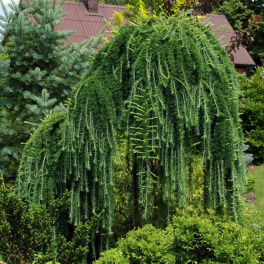 Лиственница европейская Pendula