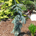 Ель колючая Glauca Pendula