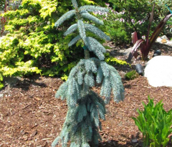 Ель колючая Glauca Pendula