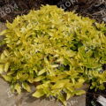 Душица обыкновенная Gold Nugget