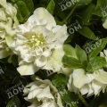 Морозник восточный Double Ellen White