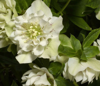 Морозник восточный Double Ellen White