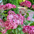 Гортензия древовидная Ruby Annabelle
