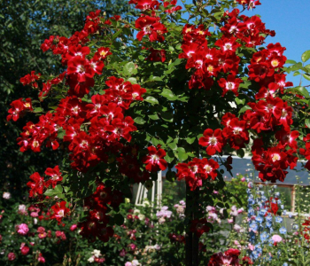 Роза почвопокровная Red Meidiland (Meilland)