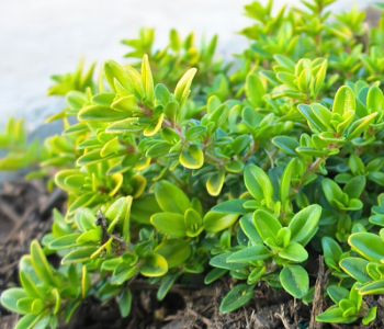 Тимьян лимоннопахнущий Goldy