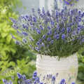 Лаванда узколистная Essence Purple
