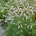 Кровохлебка лекарственная White Tanna