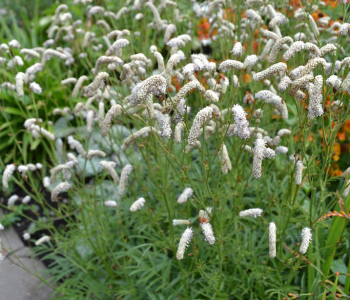 Кровохлебка лекарственная White Tanna