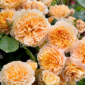 Роза английская Crown Princess Margareta