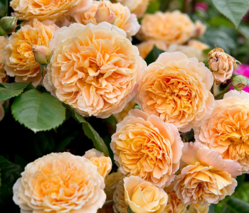 Роза английская Crown Princess Margareta