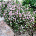 Яснотка крапчатая Pink Pewter
