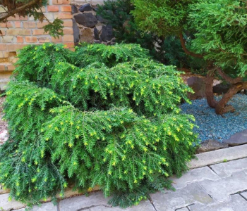 Тсуга канадская Jeddeloh