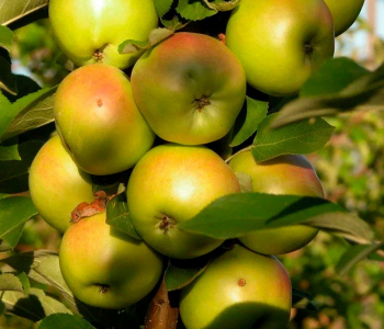 Яблоня плодовая Янтарь