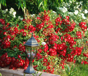 Роза почвопокровная Red Meidiland (Meilland)