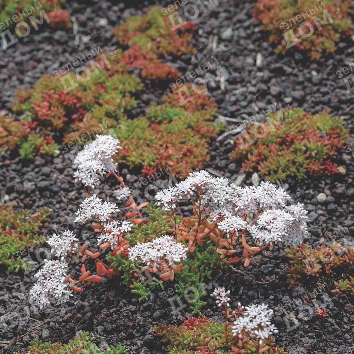 Очиток белый Coral Carpet