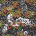 Очиток белый Coral Carpet