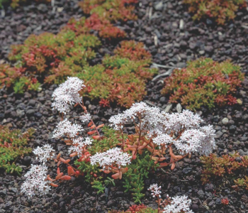 Очиток белый Coral Carpet