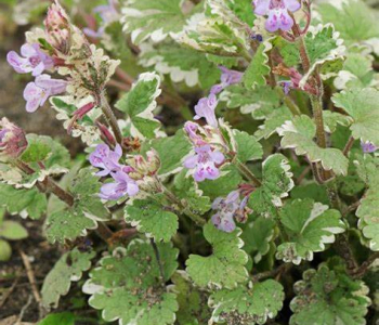 Будра плющевидная Variegata