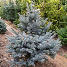 Ель колючая Super Blue Seedling