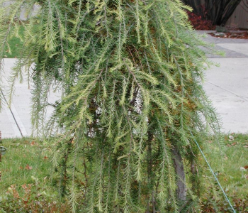 Лиственница Кэмпфери Pendula