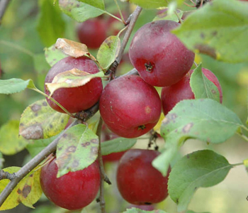 Яблоня плодовая Китайка Керр