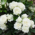 Роза флорибунда White Roadrunner (Uhl)