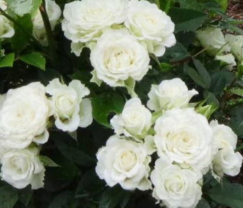 Роза флорибунда White Roadrunner (Uhl)