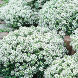 Тимьян ранний Albiflorus