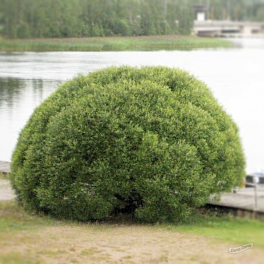 Ива ломкая Bulata