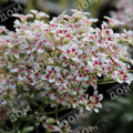 Камнеломка котиледон Southside Seedling