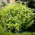 Дерен белый Sibirica
