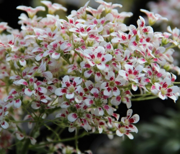 Камнеломка котиледон Southside Seedling