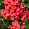 Флокс метельчатый Juliglut