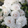 Роза флорибунда Aspirin Rose (TANTAU)