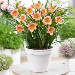 Лилейник EveryDaylily Pink Wing