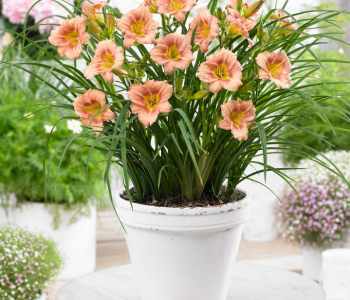 Лилейник EveryDaylily Pink Wing