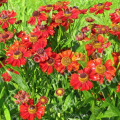 Гелениум осенний Helena Red Shades