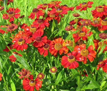 Гелениум осенний Helena Red Shades