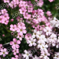 Гипсофила метельчатая Pink