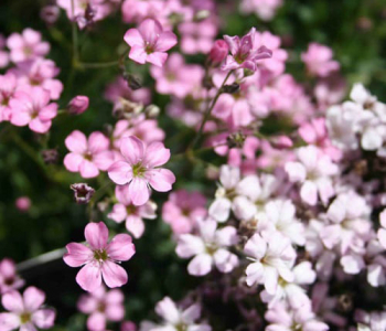 Гипсофила метельчатая Pink