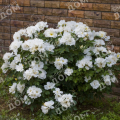 Роза кустовая White Knock Out