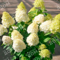 Гортензия метельчатая Summer Snow