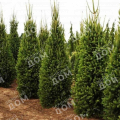 Ель обыкновенная Cupressina