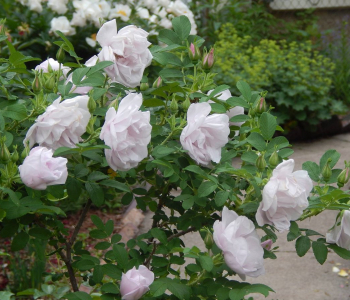 Роза морщинистая Schneekoppe